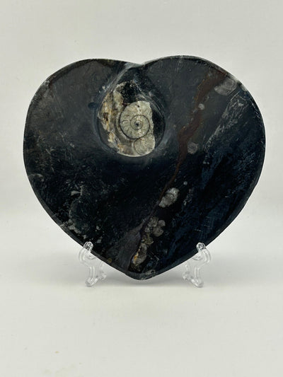 Orthoceras Fossil Heart Shaped Dish