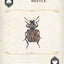 Beetles Playing Cards