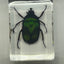 Green Chafer Beetle in Resin