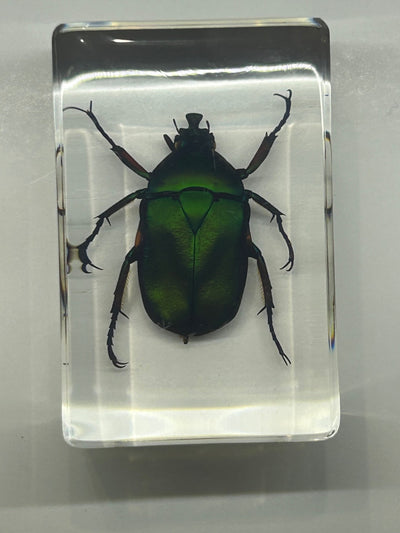 Green Chafer Beetle in Resin