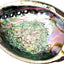 Abalone Shell 4-5"