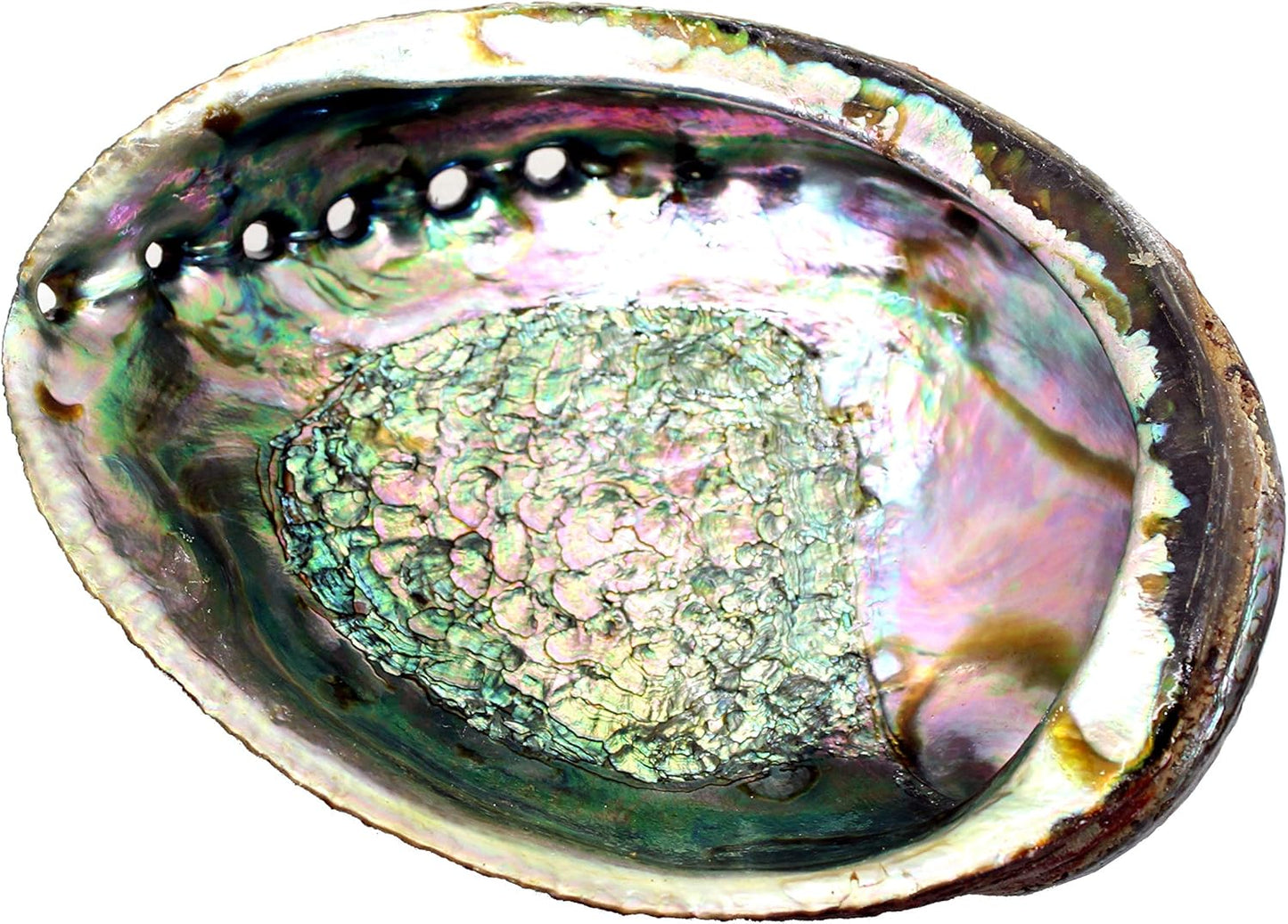 Abalone Shell 4-5"