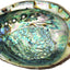 Abalone Shell 4-5"