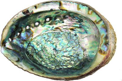 Abalone Shell 4-5"