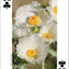 Wildflowers of Southwest Playing Cards