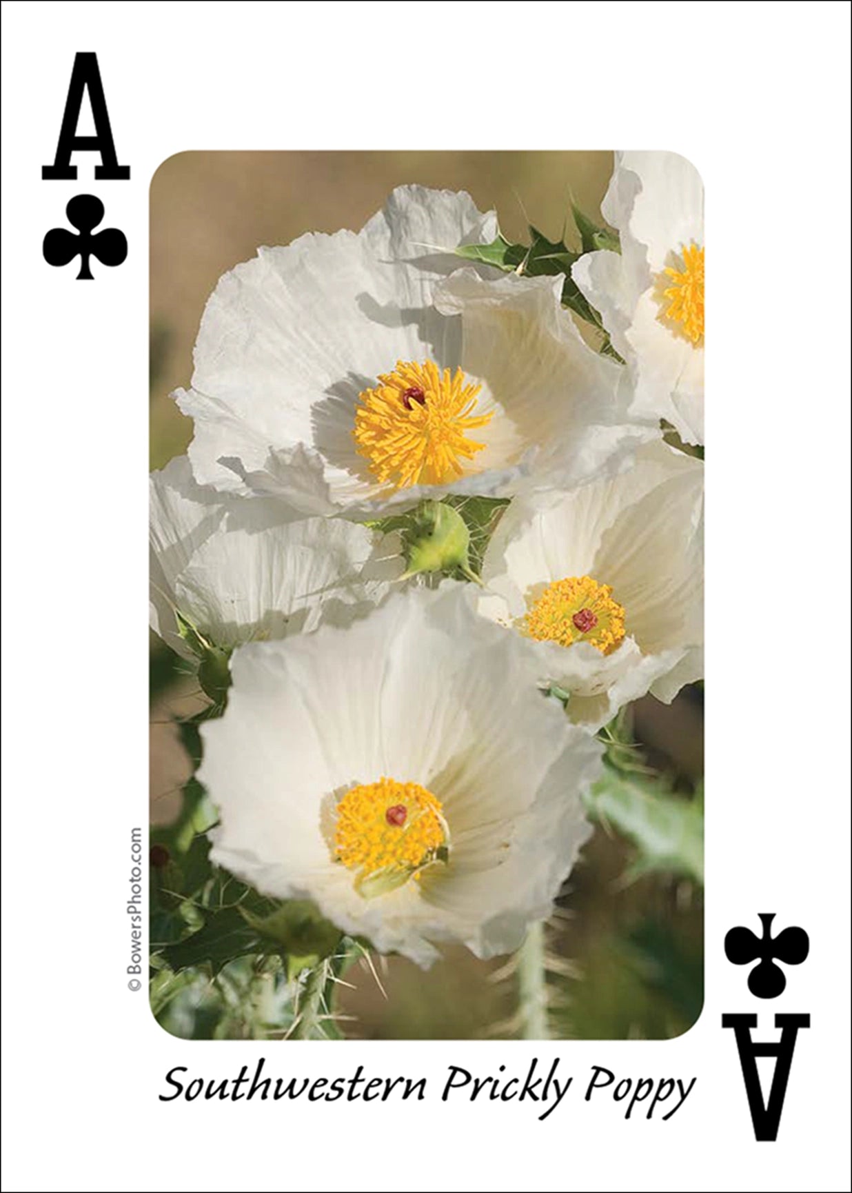 Wildflowers of Southwest Playing Cards