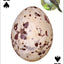 Bird Eggs Playing Cards