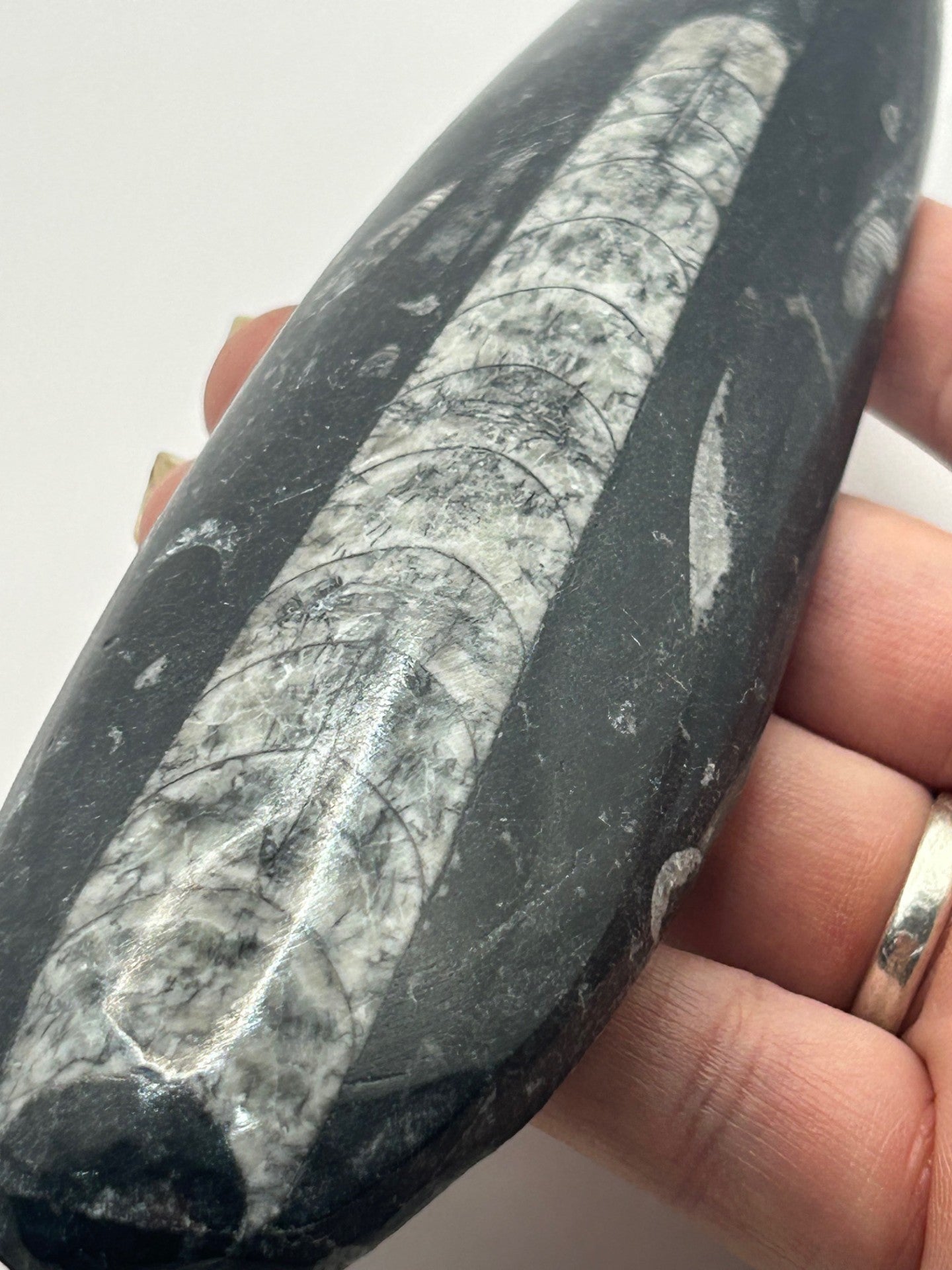 Orthoceras Fossil Spear