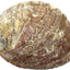 Abalone Shell 4-5"