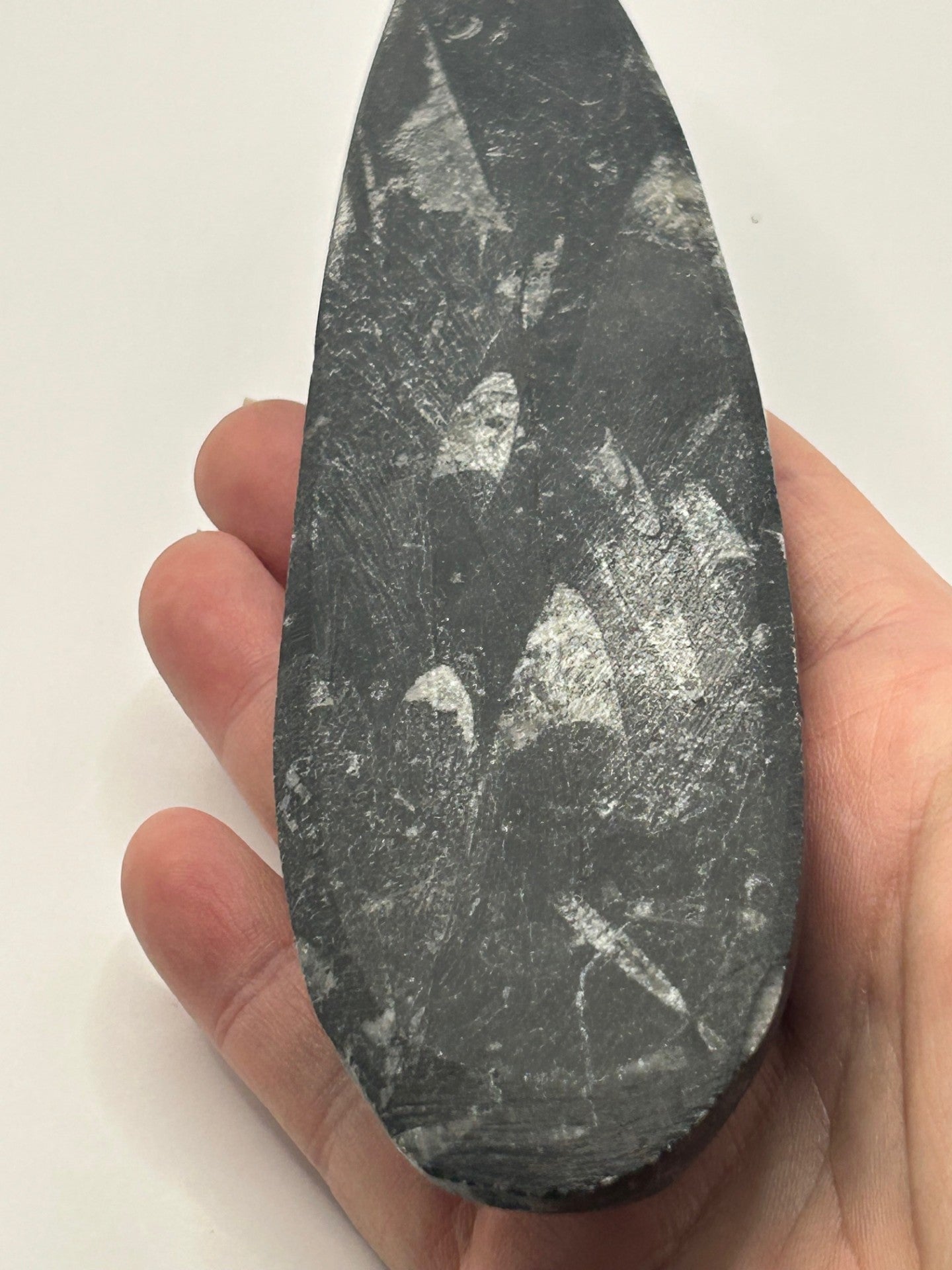 Orthoceras Fossil Spear