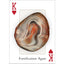 Agates of Lake Superior Playing Cards