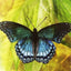 Butterfly Affirmations Cards Blue Angel