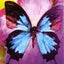 Butterfly Affirmations Cards Blue Angel