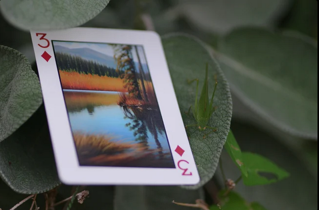 Limited Edition Geo Playing Cards by Tara Studio - Nature's Wonders in Your Hands