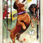 Wise Dog Tarot Deck USGS