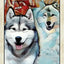 Wise Dog Tarot Deck USGS