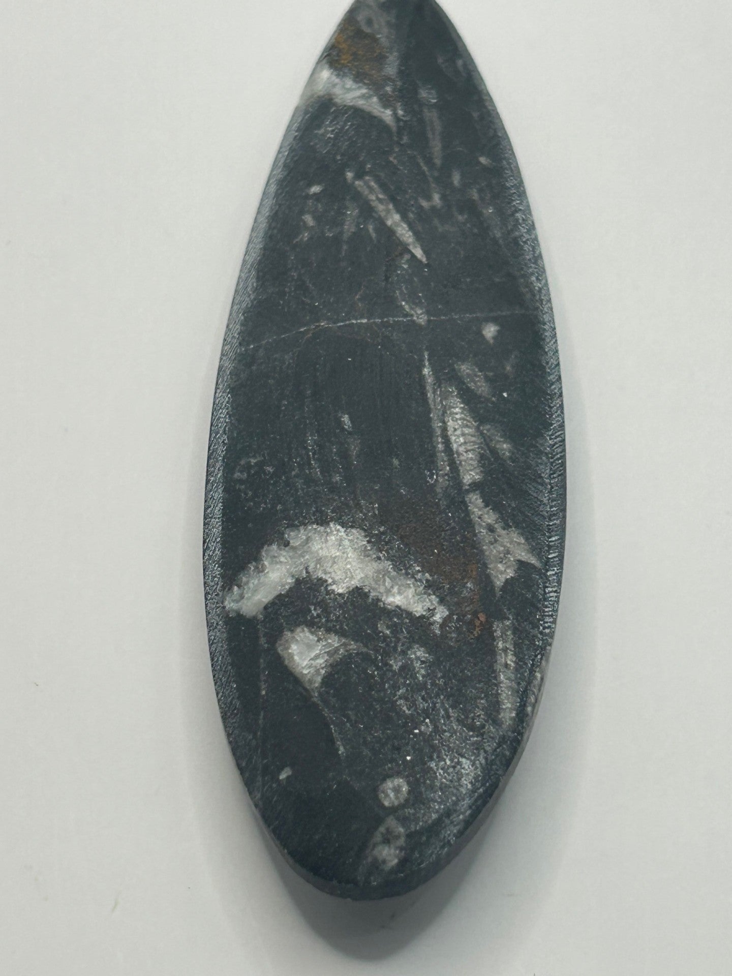 Orthoceras Fossil Spear