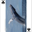 Whales, Dolphins, and Marine Mammals Playing Cards