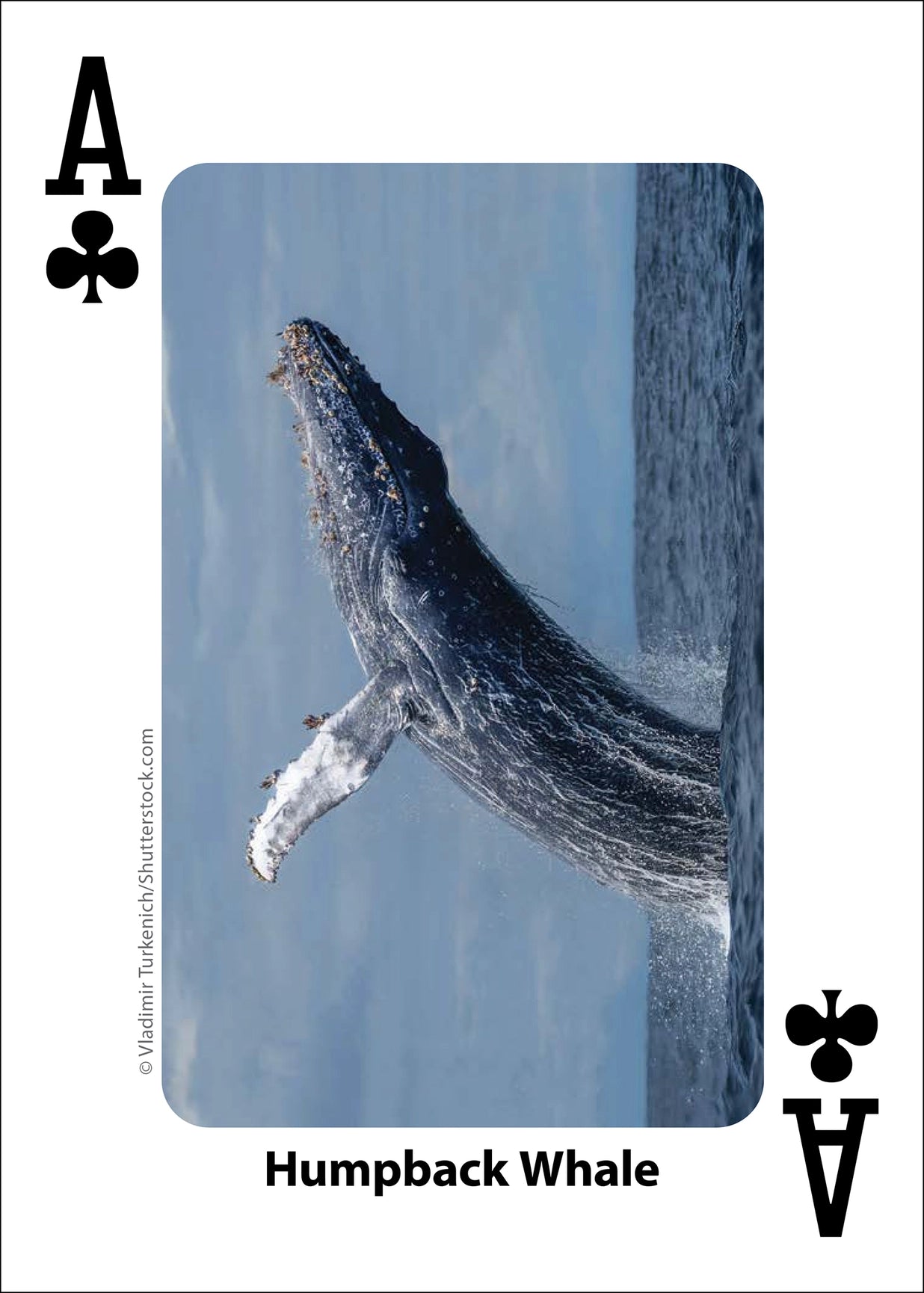 Whales, Dolphins, and Marine Mammals Playing Cards