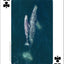 Whales, Dolphins, and Marine Mammals Playing Cards