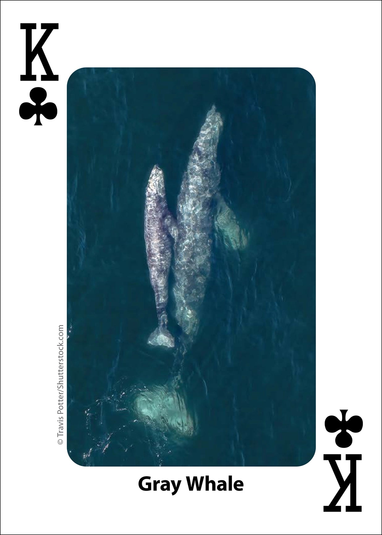 Whales, Dolphins, and Marine Mammals Playing Cards