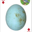 Bird Eggs Playing Cards