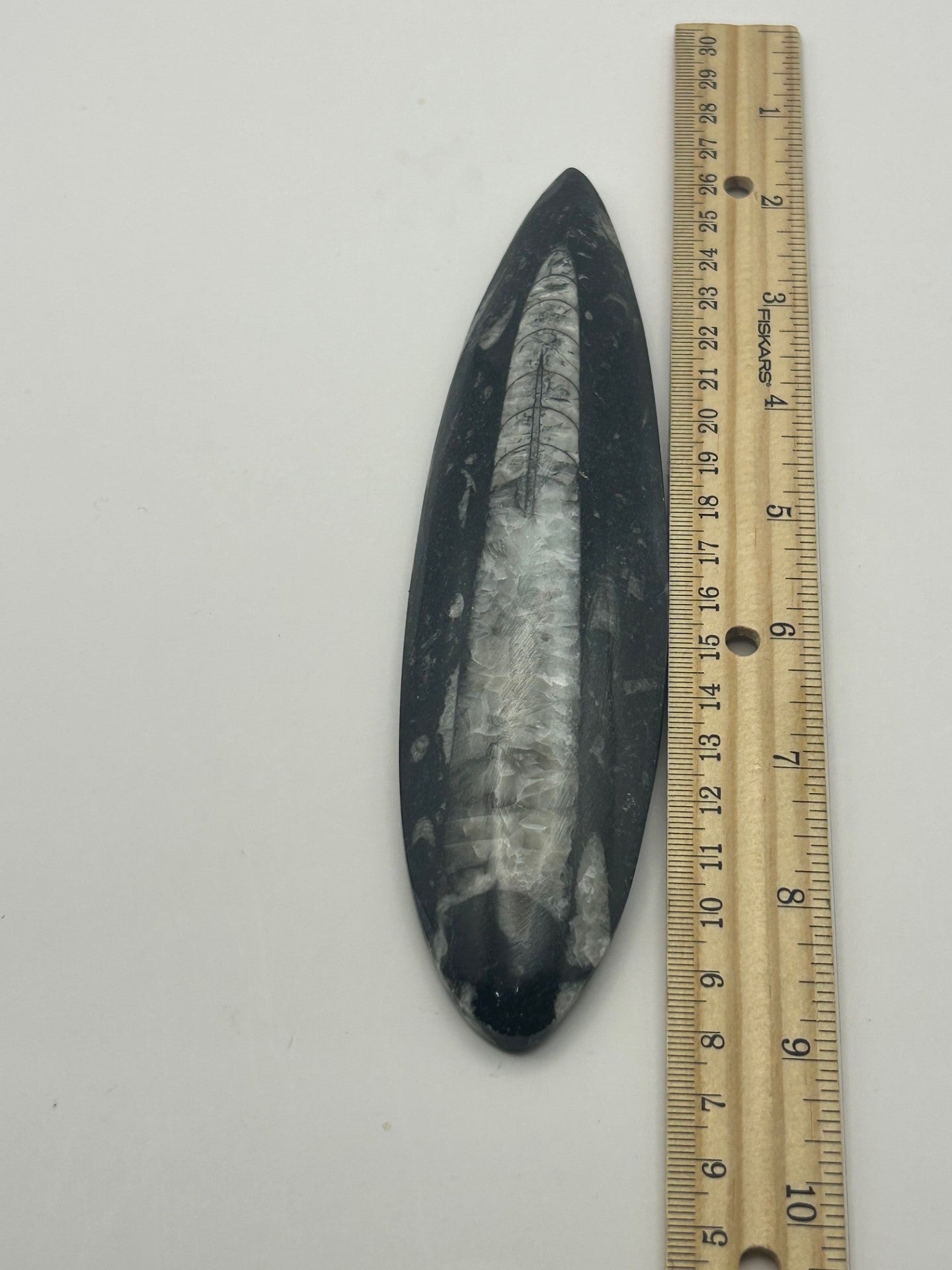 Orthoceras Fossil Spear