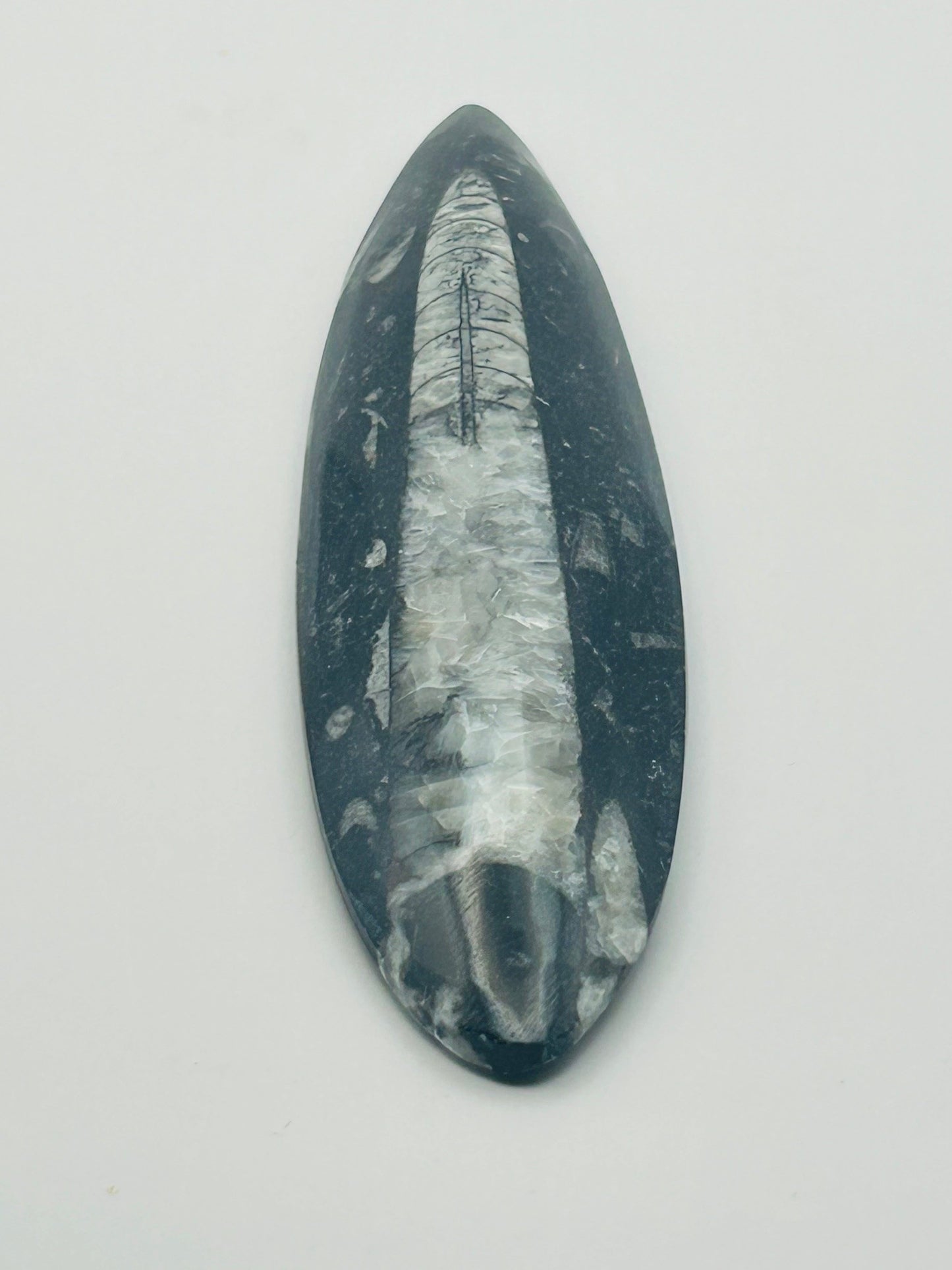 Orthoceras Fossil Spear