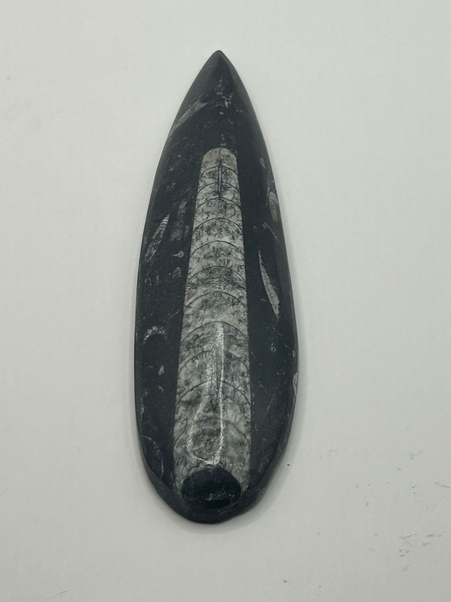 Orthoceras Fossil Spear