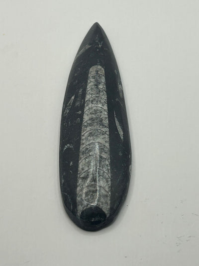 Orthoceras Fossil Spear