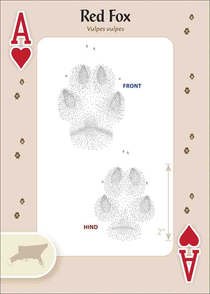 Animal Tracks of the Southeast & Gulf States Playing Cards