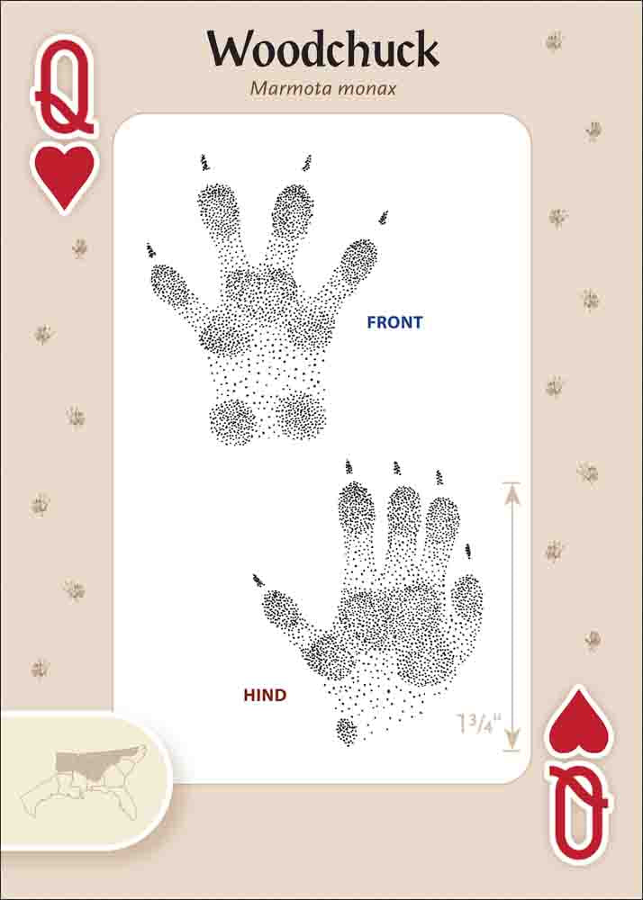 Animal Tracks of the Southeast & Gulf States Playing Cards