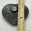 Orthoceras Fossil Heart Shaped Dish