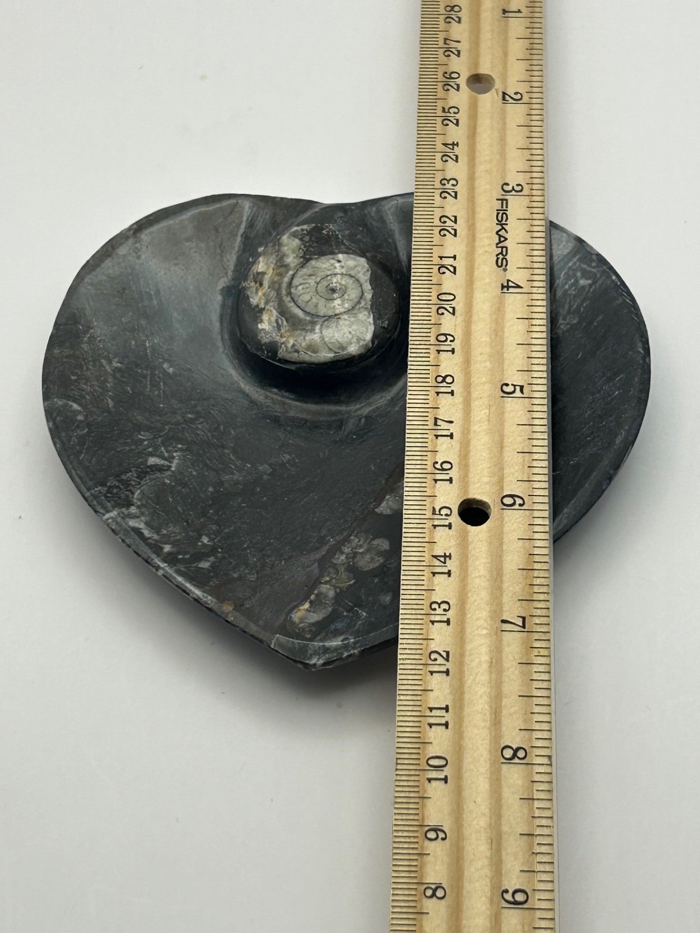Orthoceras Fossil Heart Shaped Dish