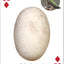 Bird Eggs Playing Cards