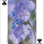 Wildflowers of Southwest Playing Cards