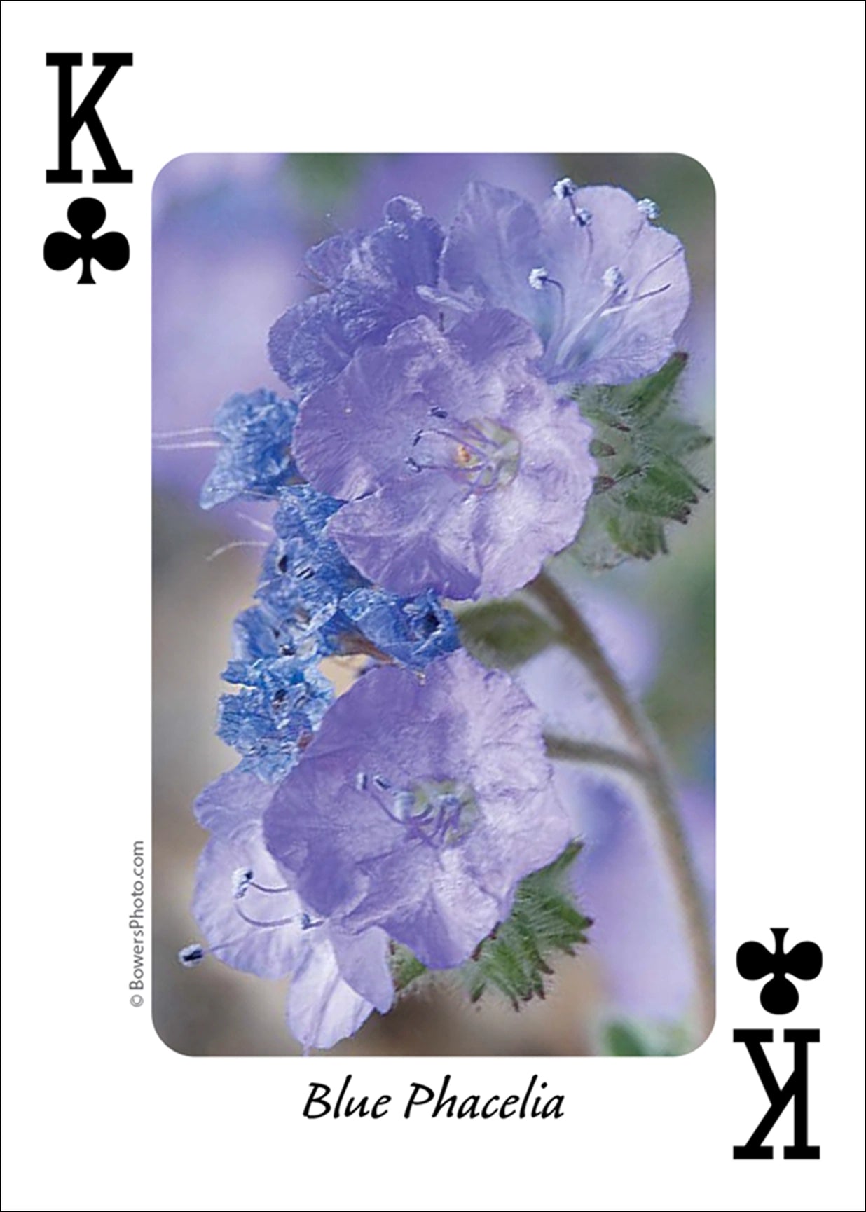 Wildflowers of Southwest Playing Cards