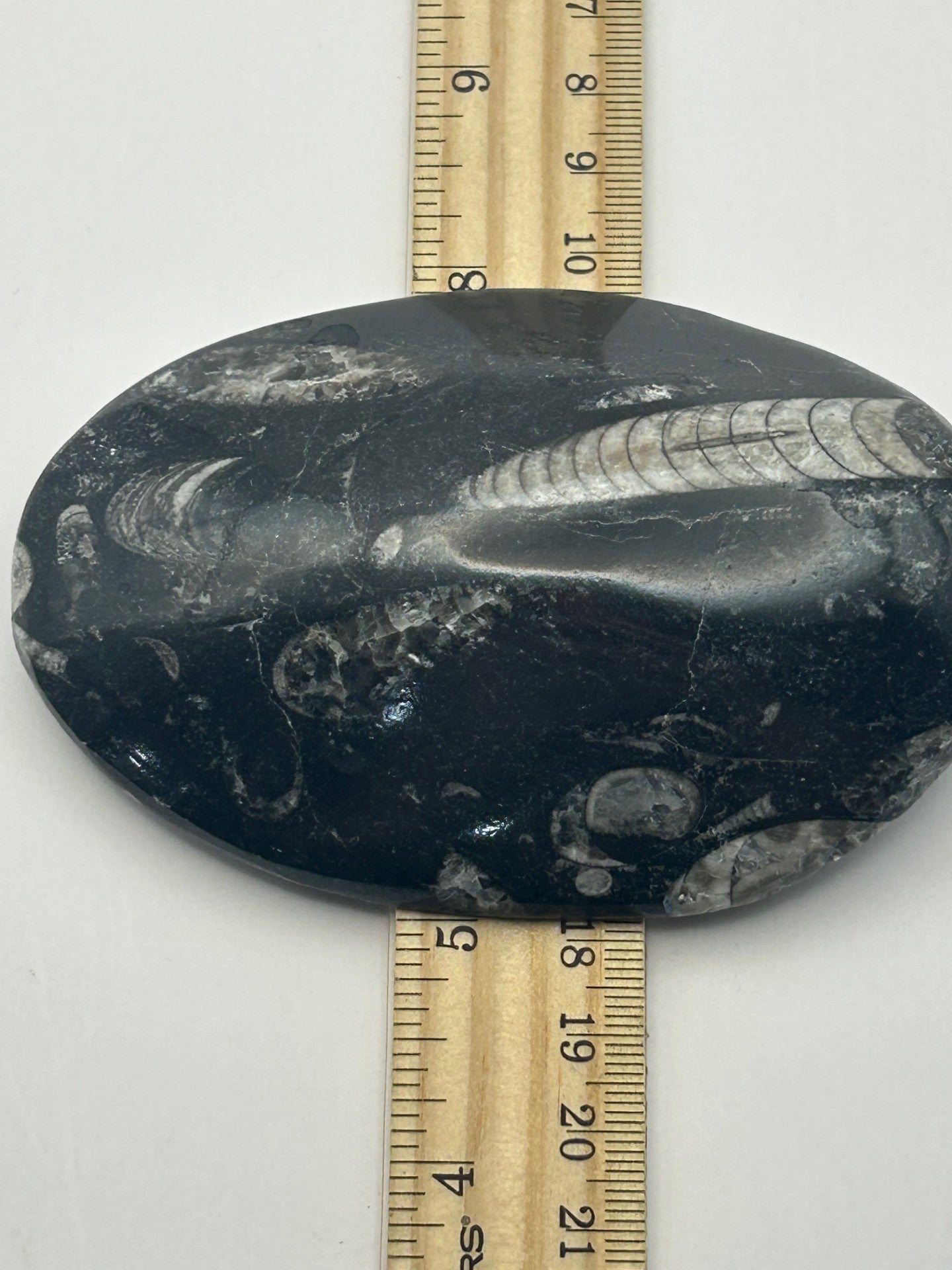 Orthoceras Fossil
