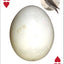 Bird Eggs Playing Cards