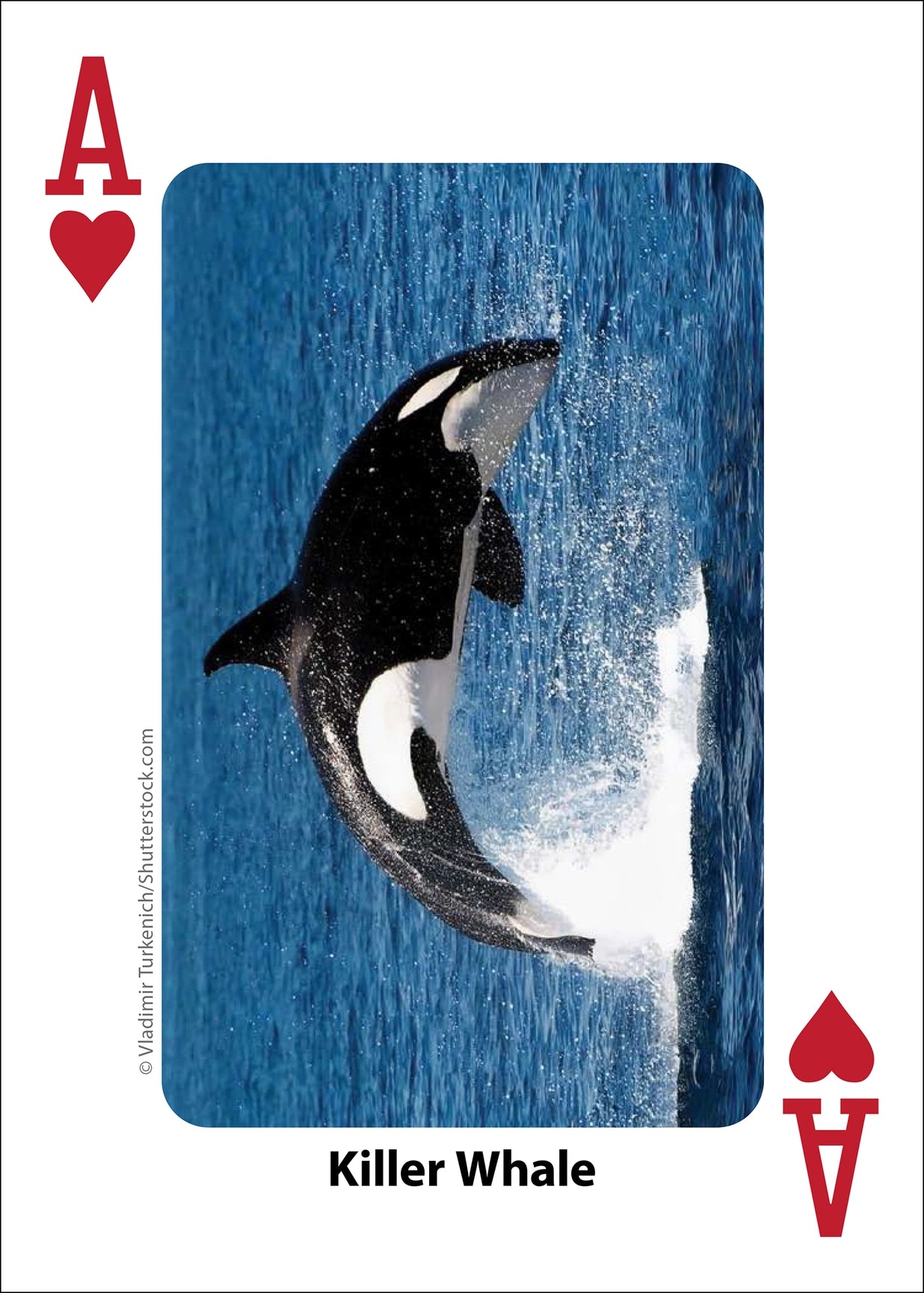 Whales, Dolphins, and Marine Mammals Playing Cards