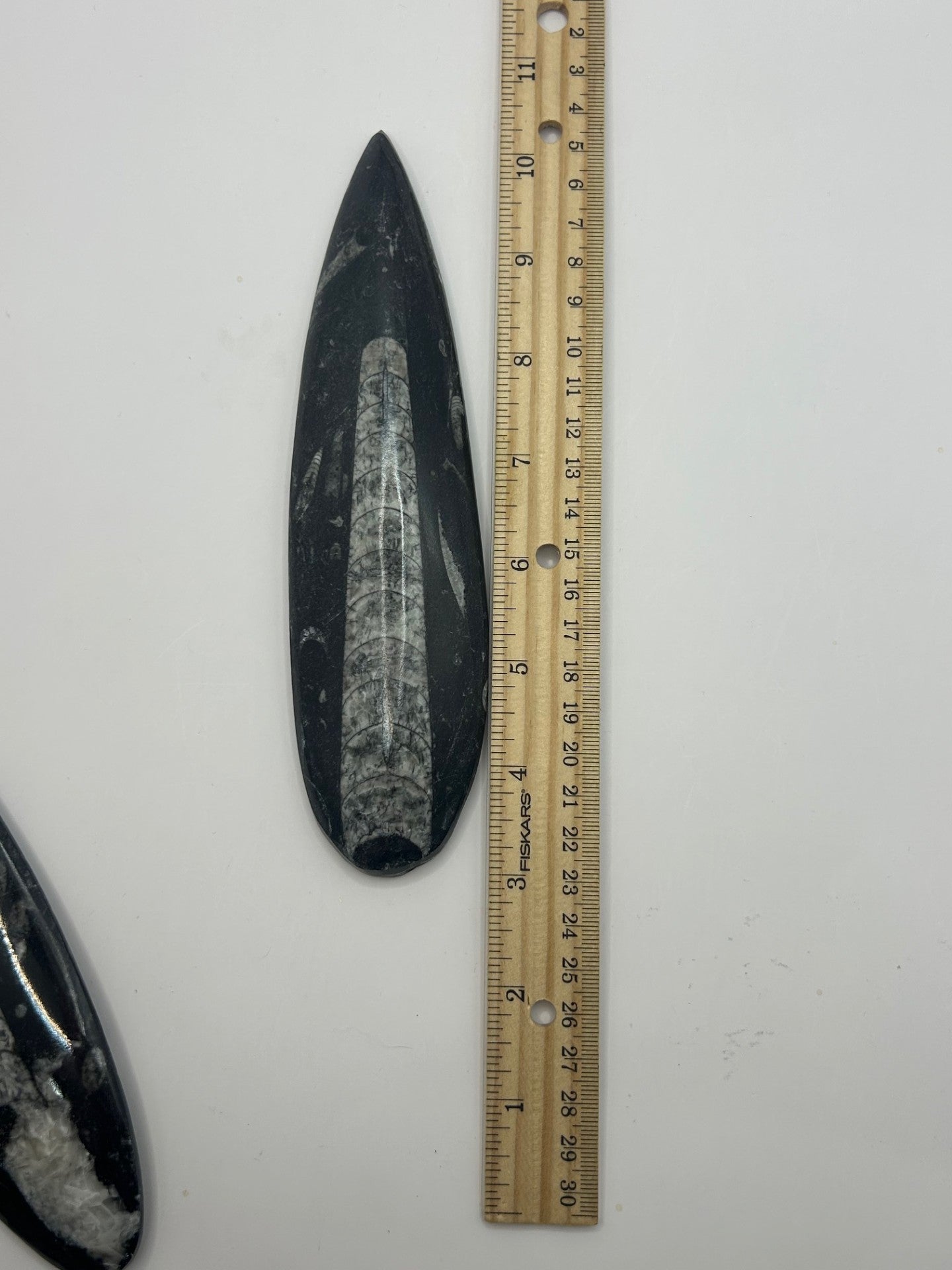 Orthoceras Fossil Spear