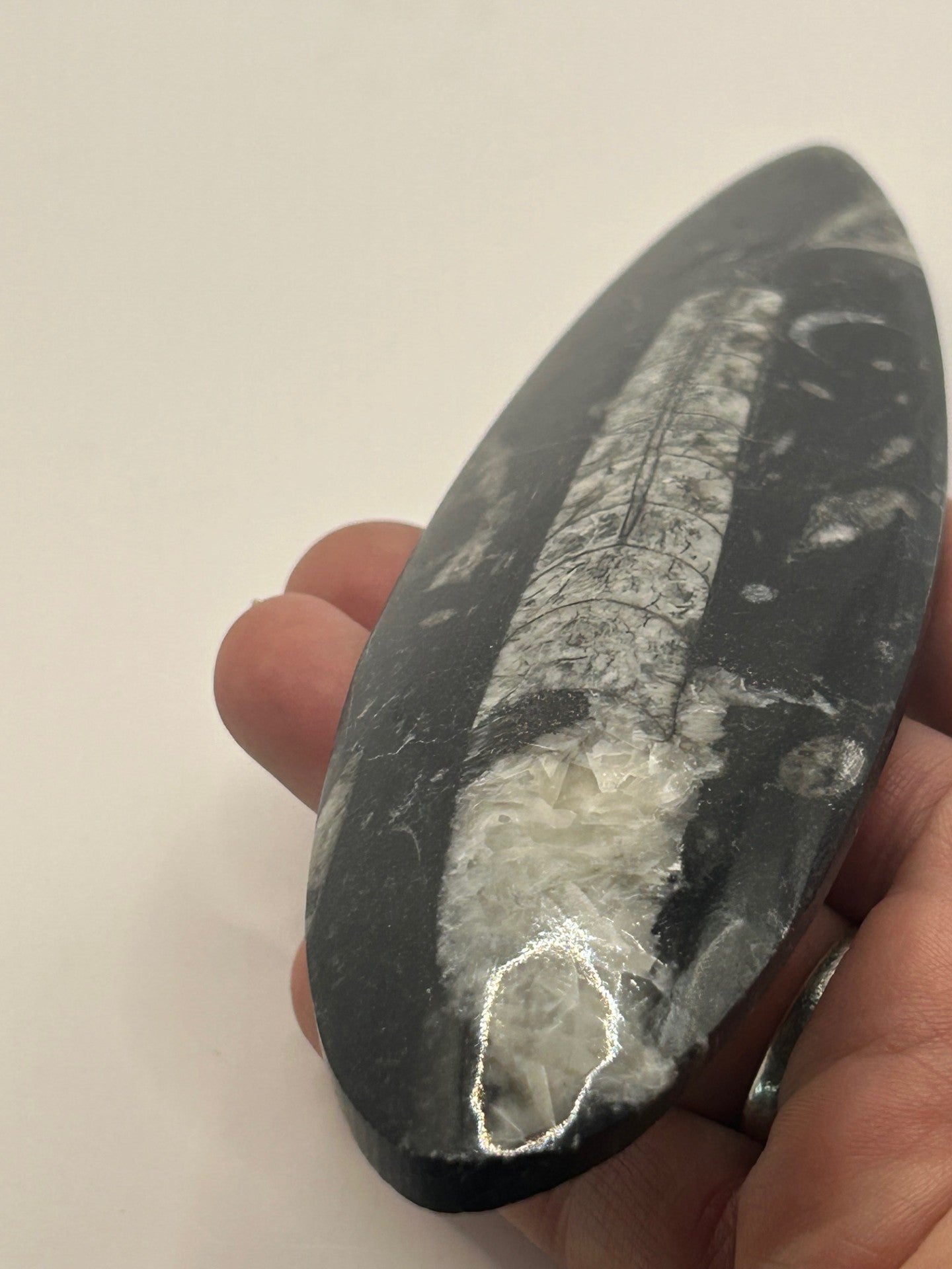 Orthoceras Fossil Spear