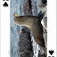 Whales, Dolphins, and Marine Mammals Playing Cards