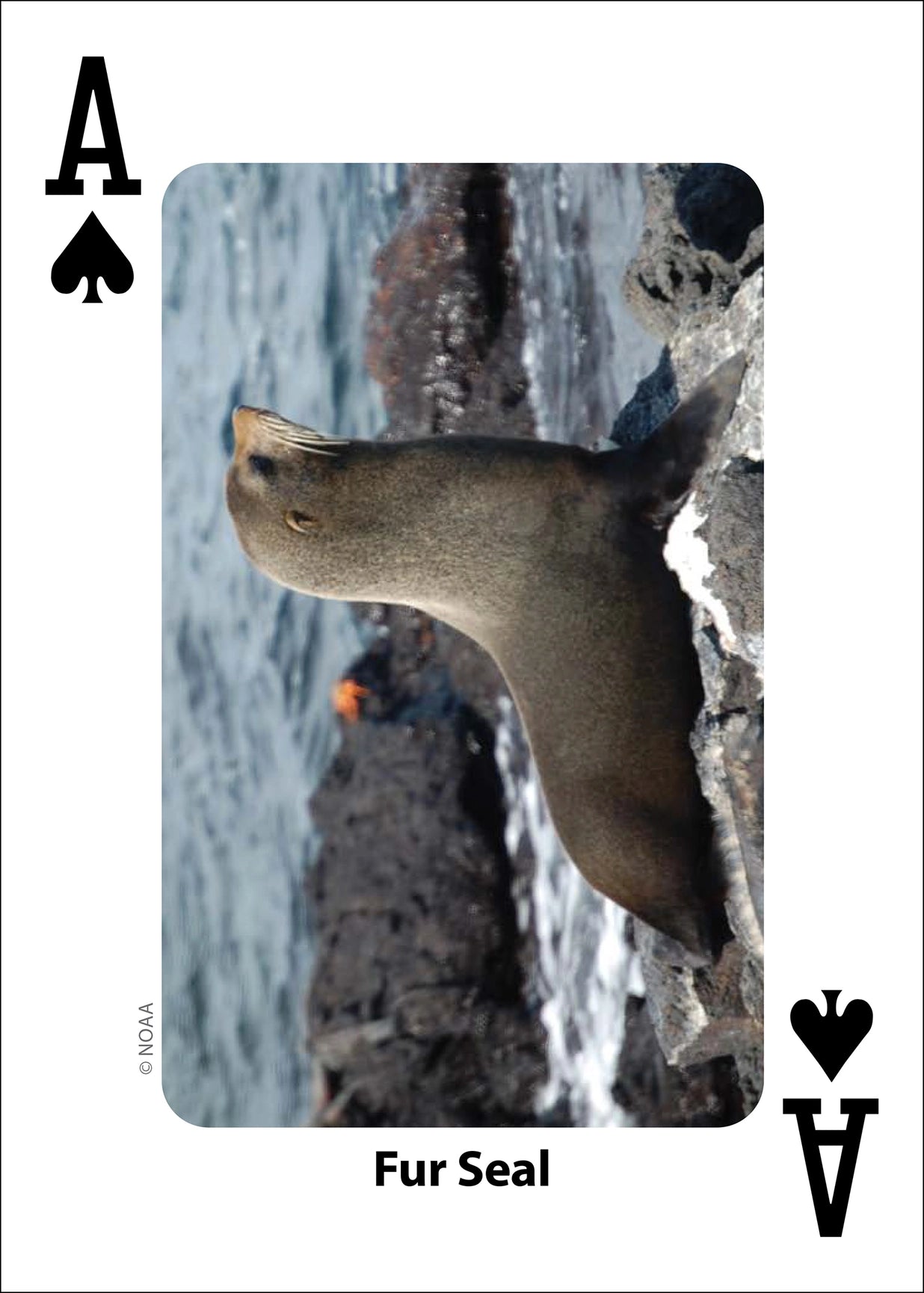 Whales, Dolphins, and Marine Mammals Playing Cards