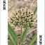 Wildflowers of Southwest Playing Cards
