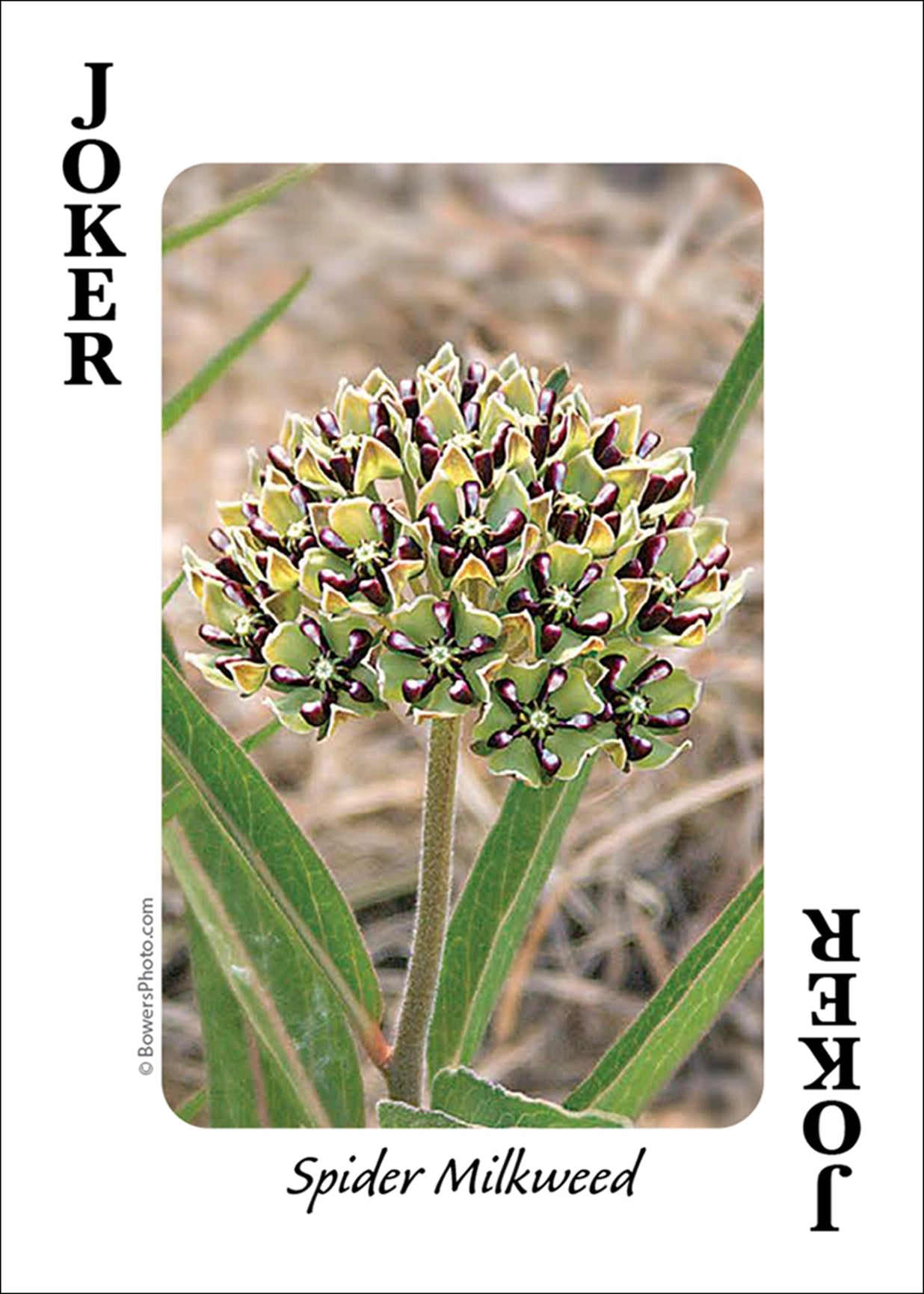 Wildflowers of Southwest Playing Cards