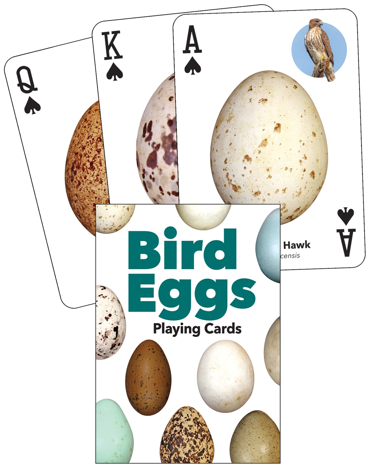 Bird Eggs Playing Cards