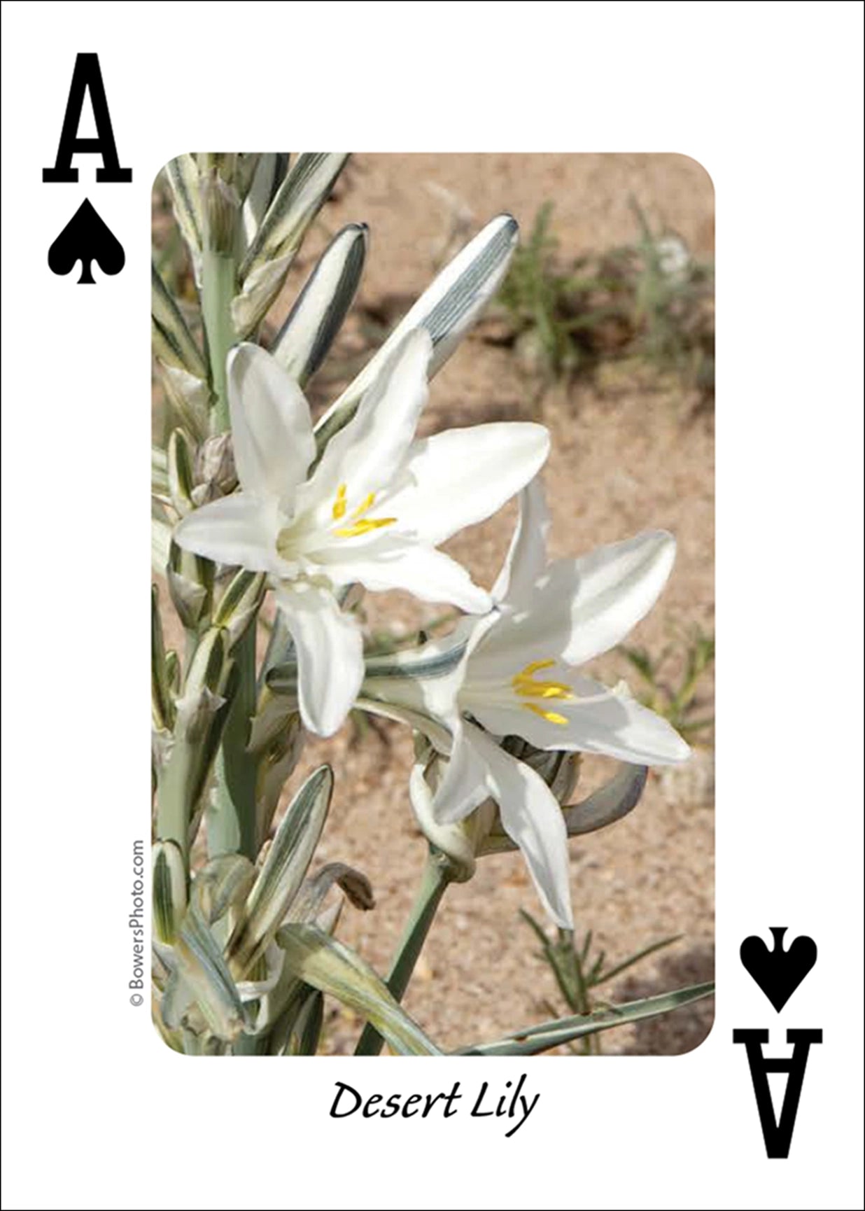 Wildflowers of Southwest Playing Cards
