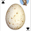Bird Eggs Playing Cards