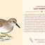 Birds Knowledge Cards